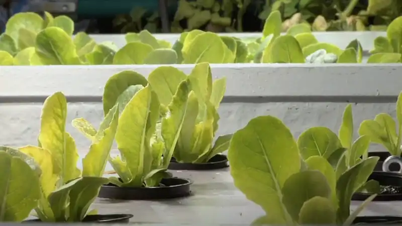 Sustainability at Allegheny College Screenshot
